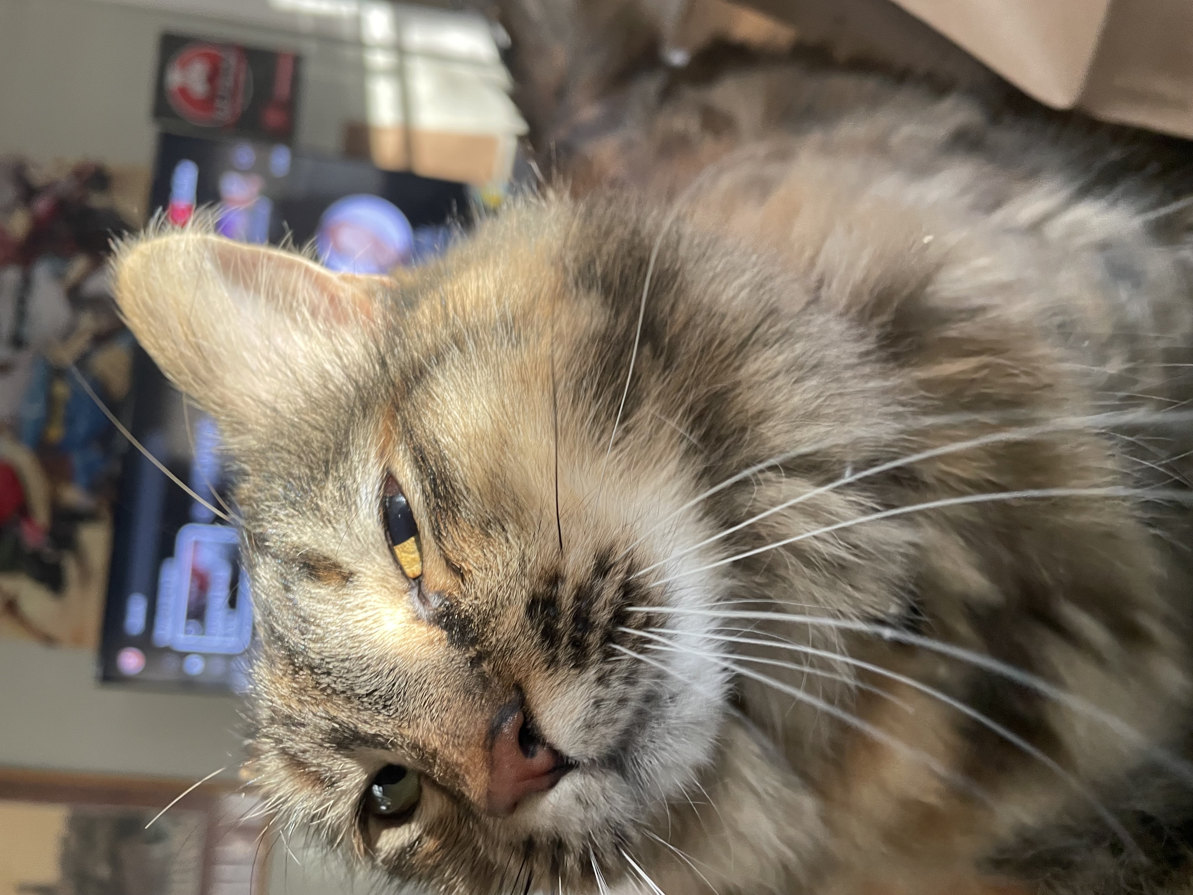 angry cat