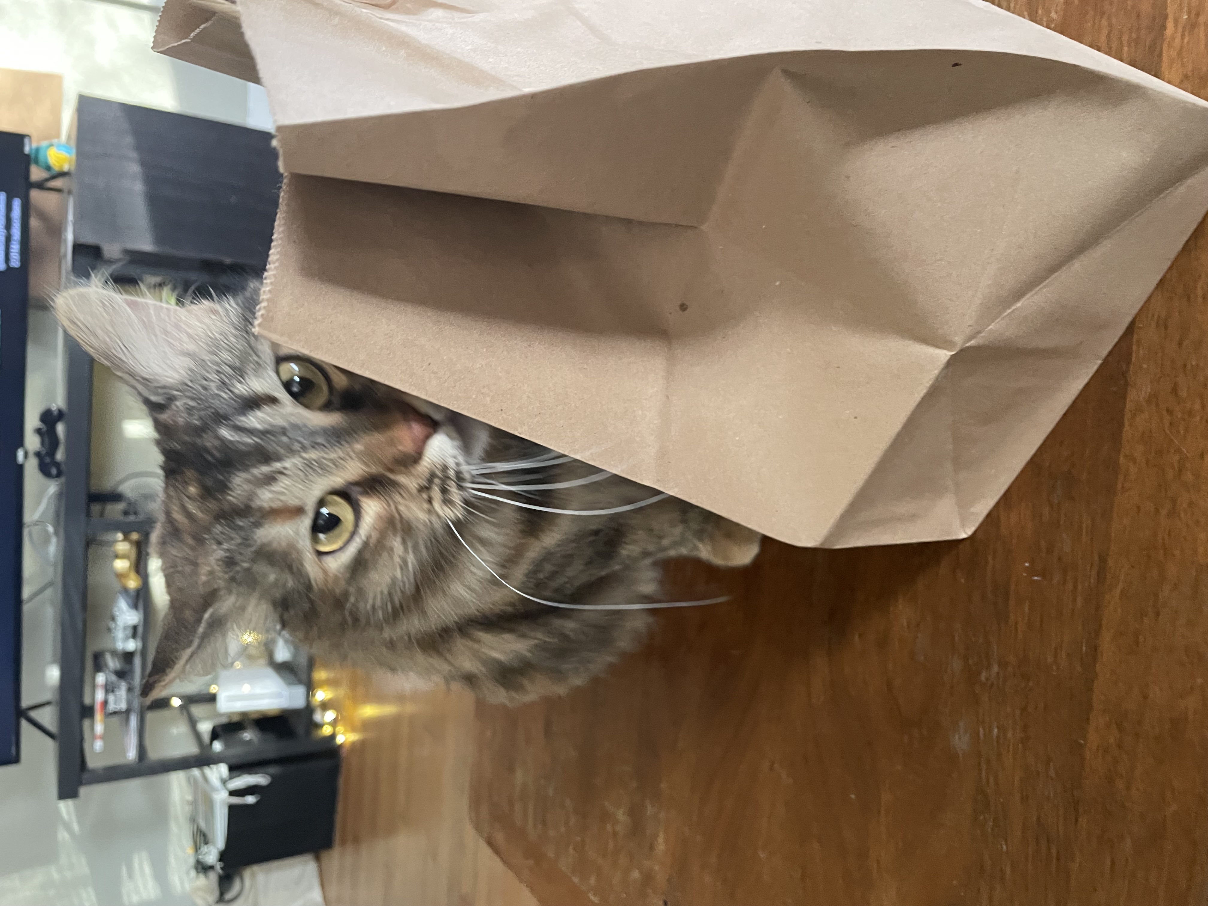 hungry cat