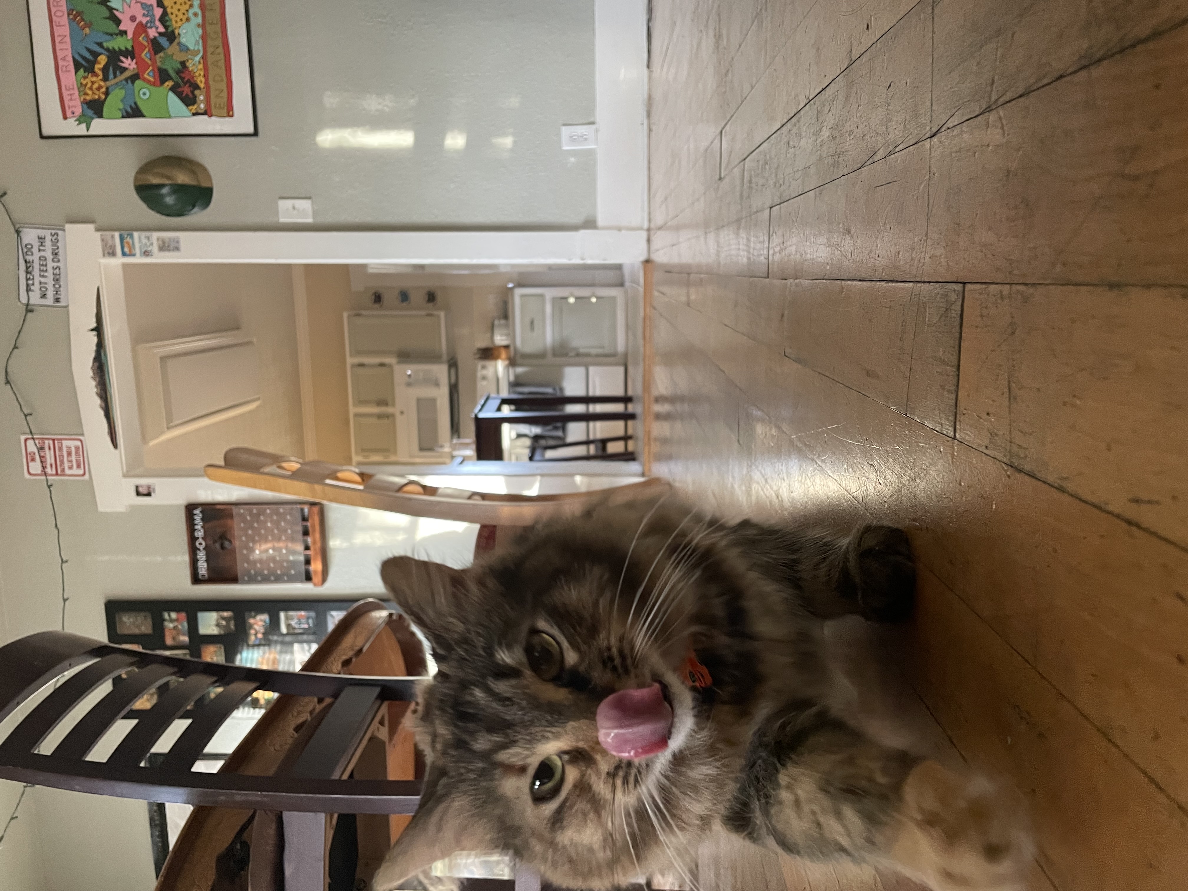 cat licking lips