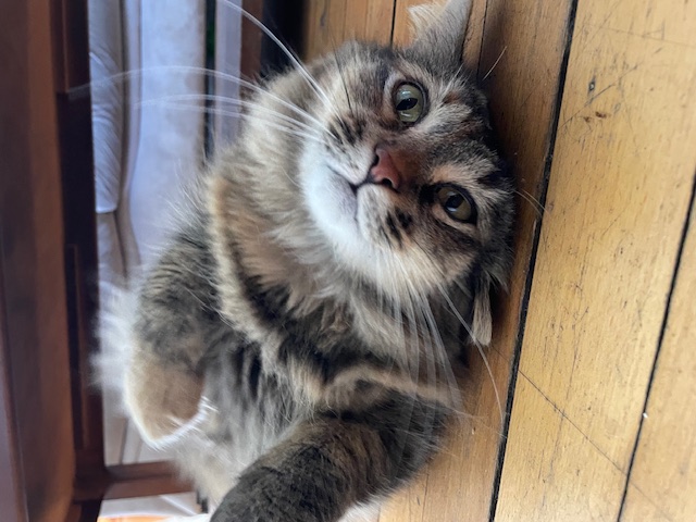 cat rolling over
