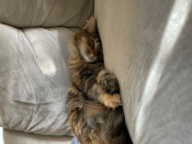 sleeping cat