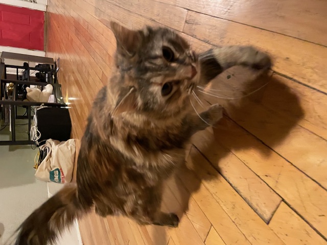 cat prowling the house